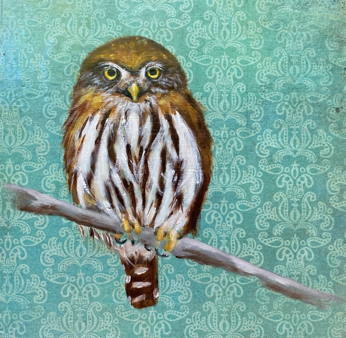 Pygmy Owl